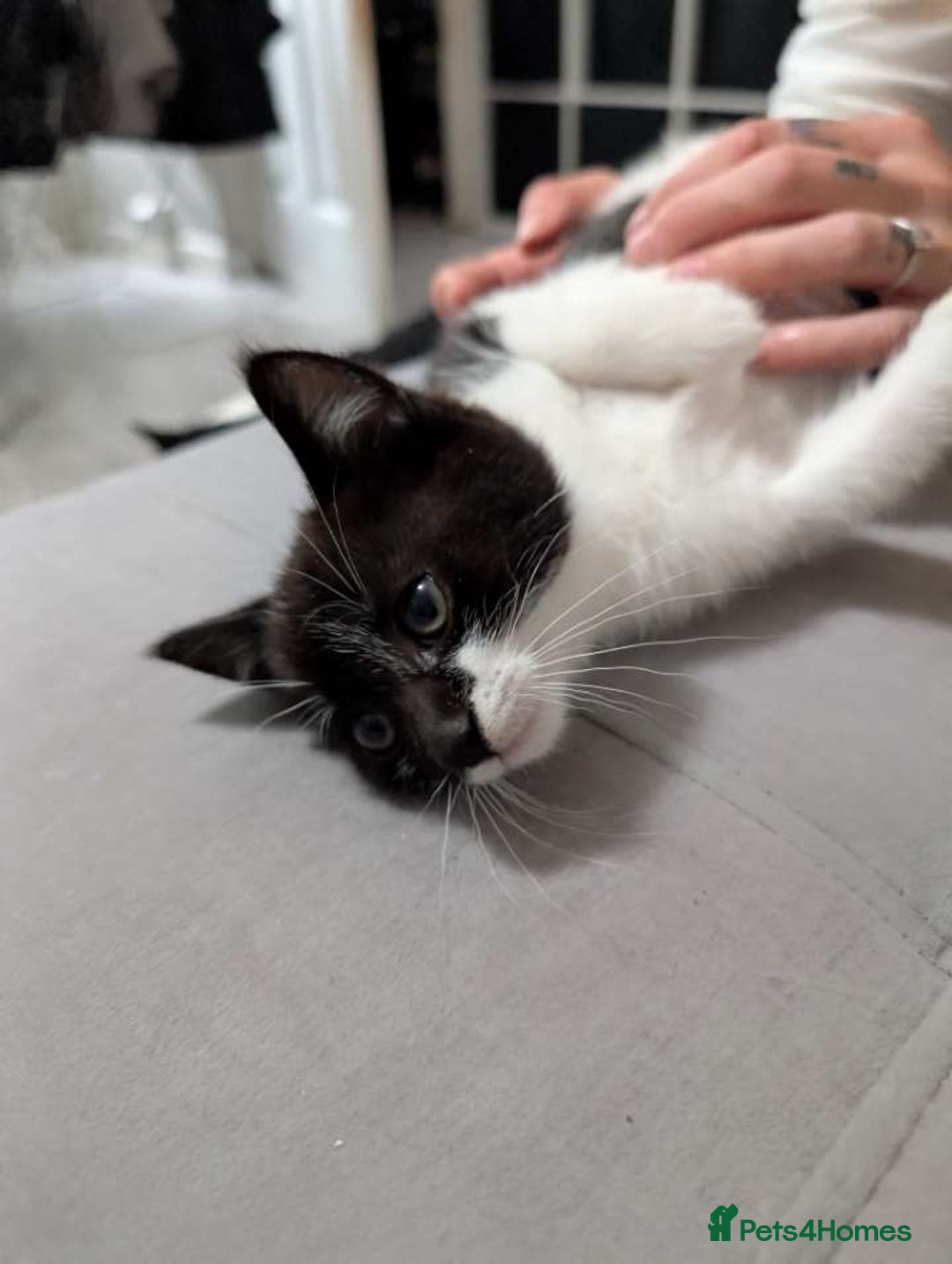 Mixed Breed cats for sale: Three gorgeous male kittens for sale - Image 3