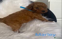 Miniature Poodle dogs for sale: Gorgeous Red Minature Poodles Puppies  - Image 9