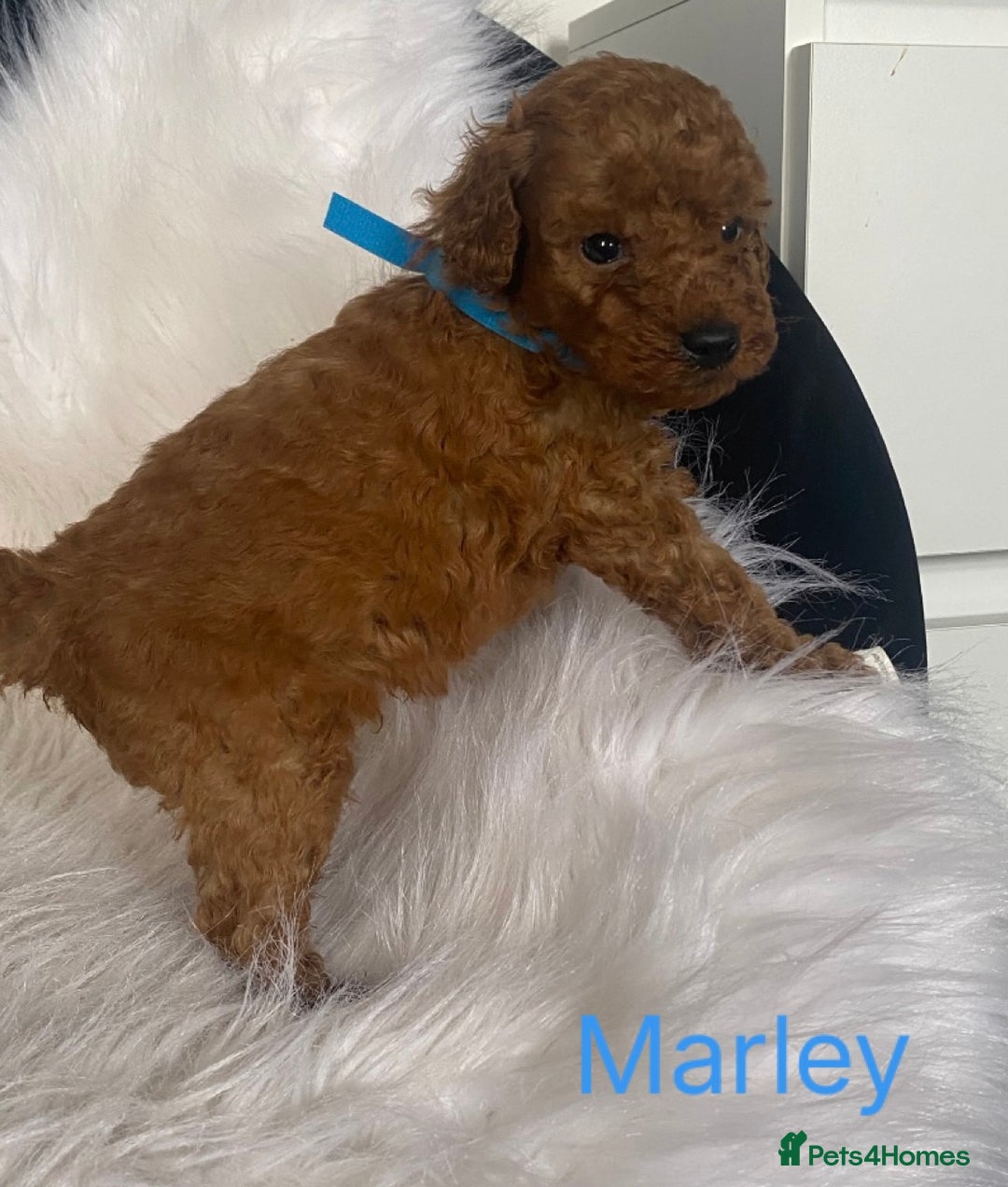 Miniature Poodle dogs for sale: Gorgeous Red Minature Poodles Puppies  - Image 9