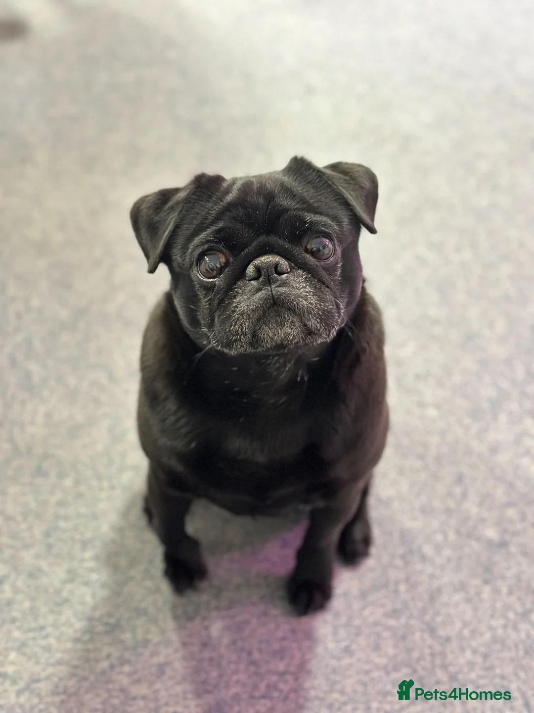 Pug dogs for sale: Bronx the pug! - Advert 2