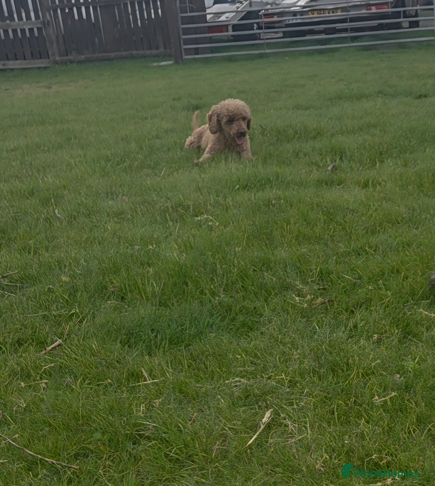 Miniature Poodle dogs 4 yr old female poodle - Advert 1