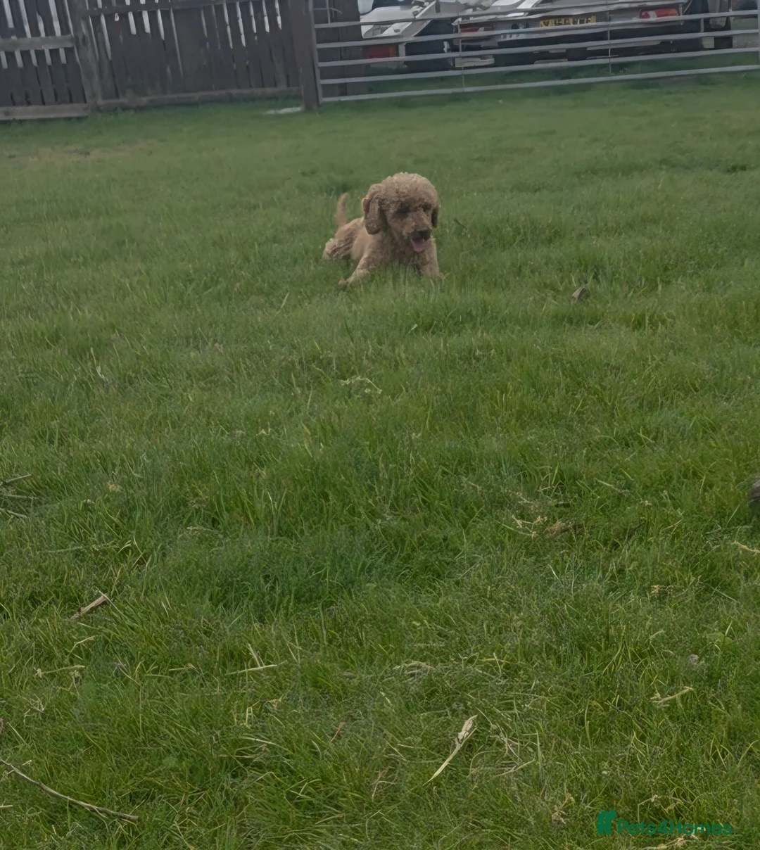 Miniature Poodle dogs for sale: 4 yr old female poodle - Advert 1
