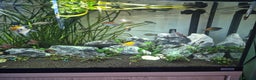 Angelfish fish for sale: Various tropical fish for sale  - Advert 2