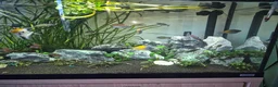 Angelfish fish for sale: Various tropical fish for sale  - Advert 2