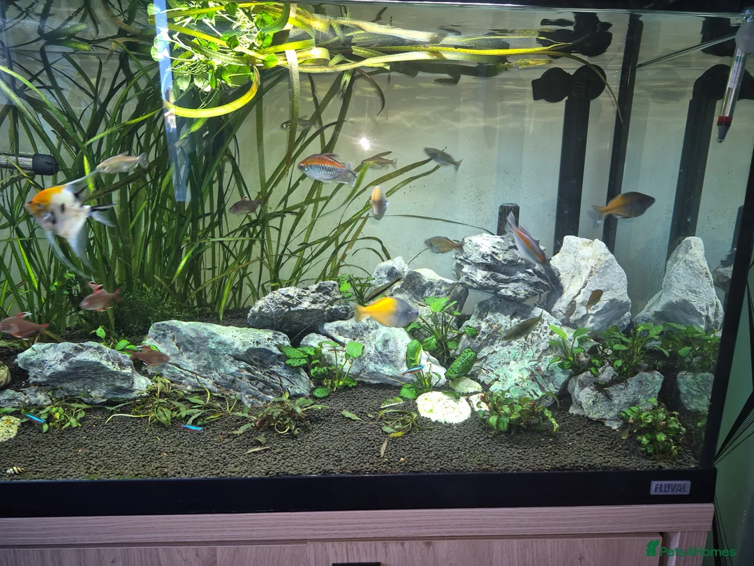 Angelfish fish for sale: Various tropical fish for sale  - Advert 2