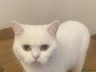 British Shorthair cats British shorthair females - Advert 3