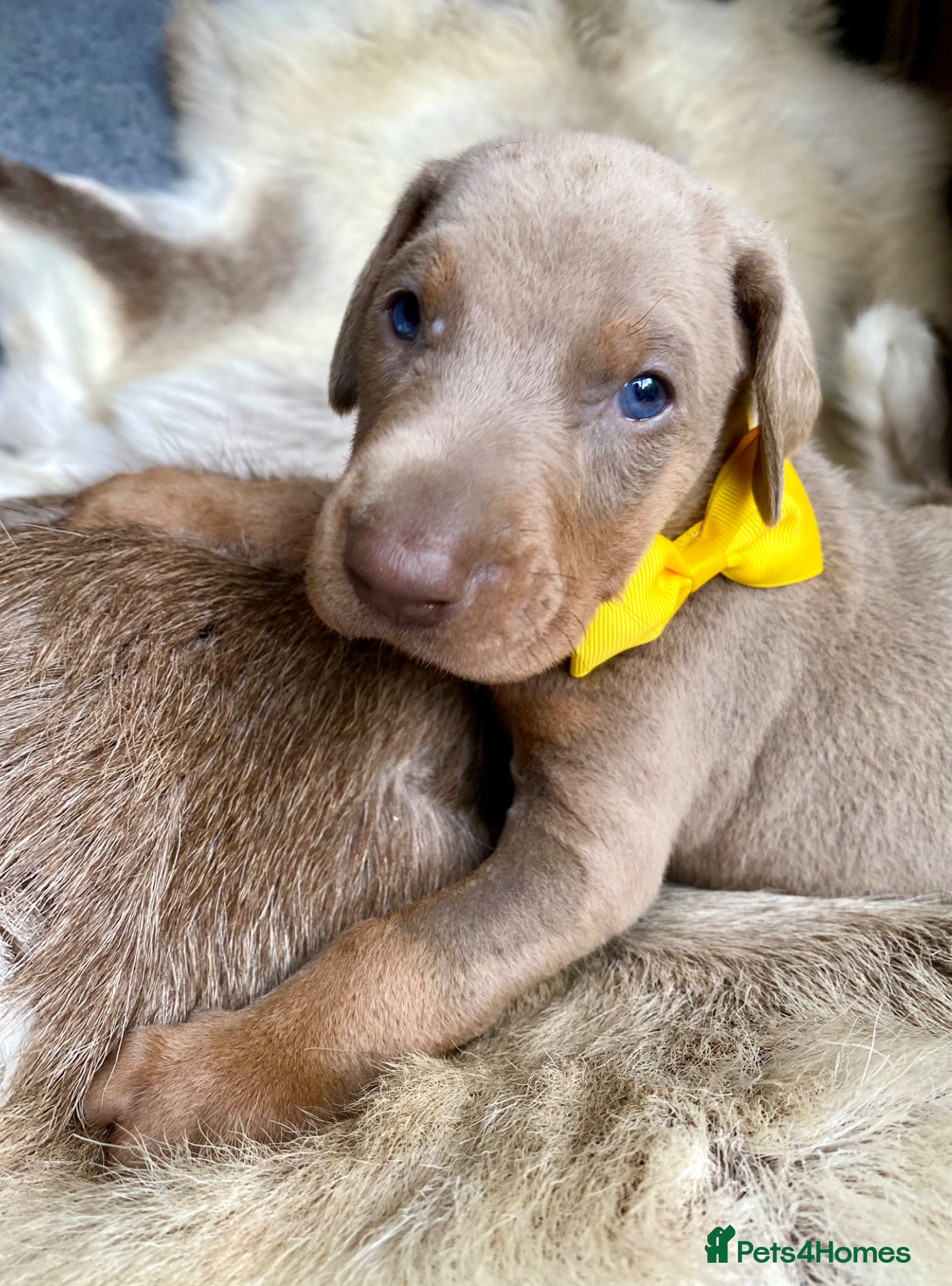 Dobermann dogs for sale: *KC REGISTERED* HEALTH TESTED DOBERMAN PUPPIES - Advert 15