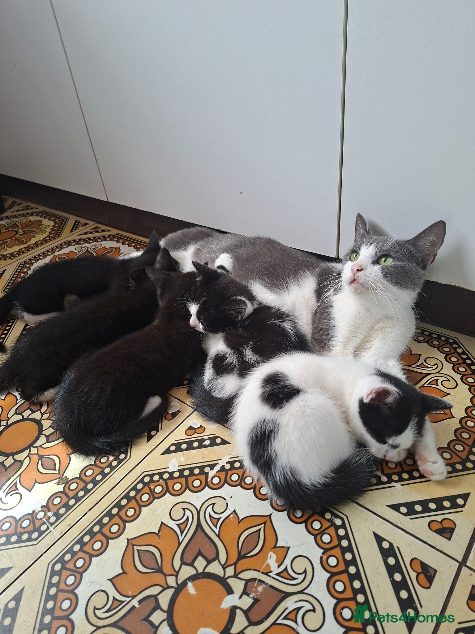 Mixed Breed cats Litter of 5 kittens for sale - Advert 1
