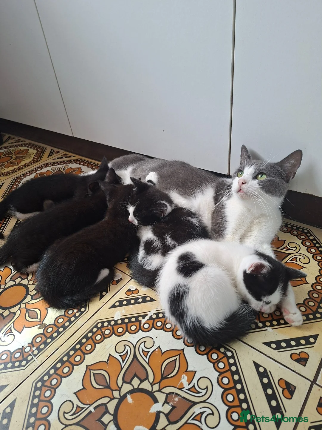 Mixed Breed cats for sale: Litter of 5 kittens for sale in Corby - Advert 1