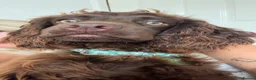Cocker Spaniel dogs for sale: Female chocolate cocker  - Advert 7