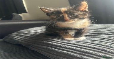Mixed Breed cats - Advert 4