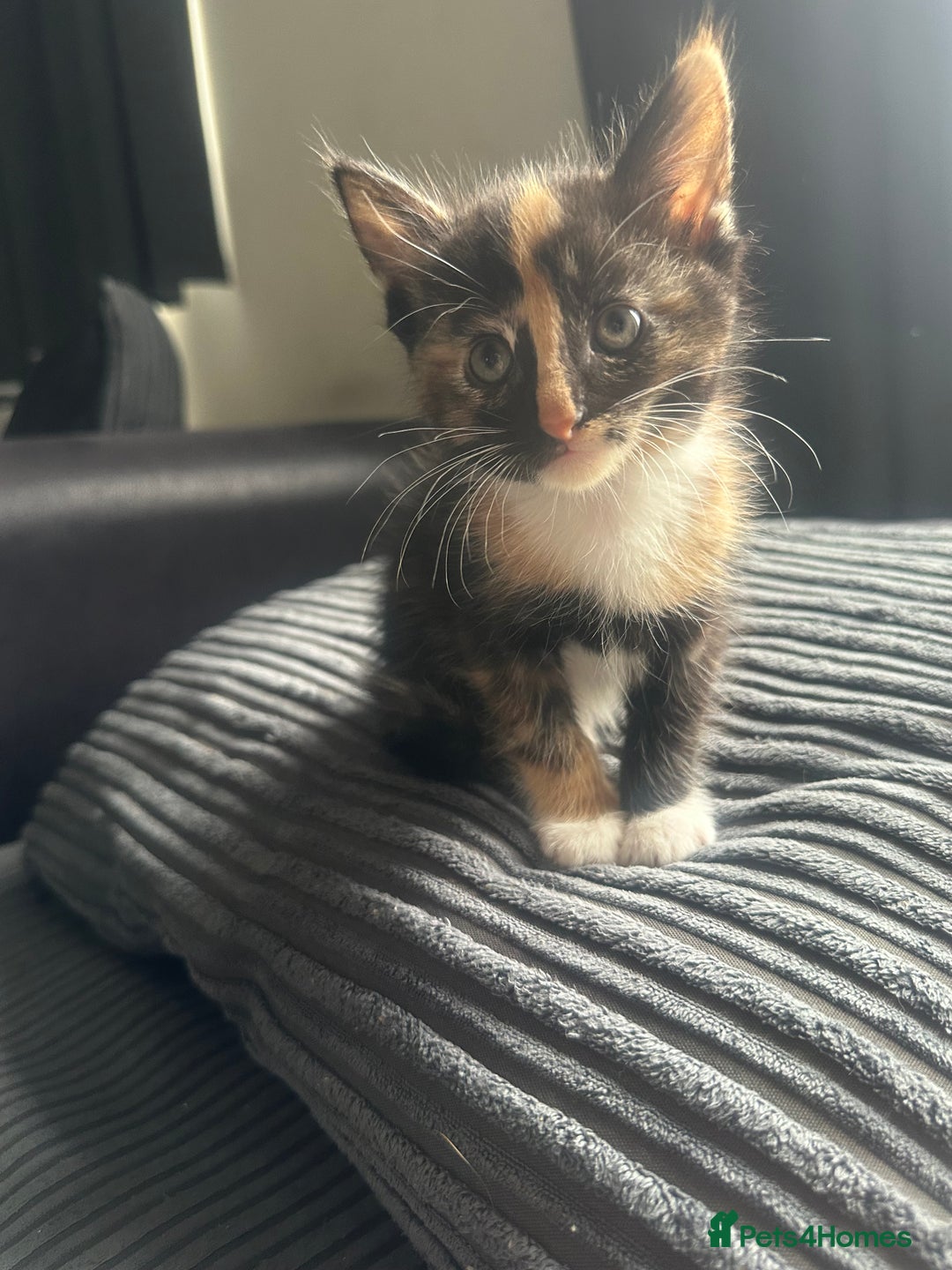 Mixed Breed cats for sale: Four beautiful kittens - Image 3