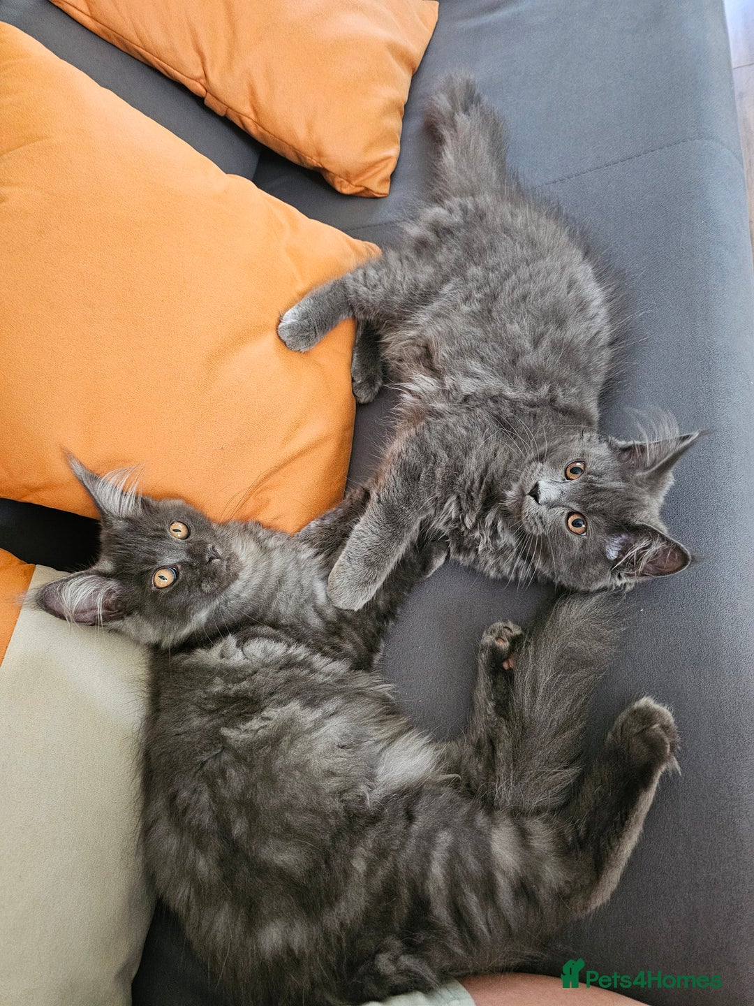 Maine Coon cats for sale: Blue Maine Coon kittens Tica registered in King's Lynn - Image 1