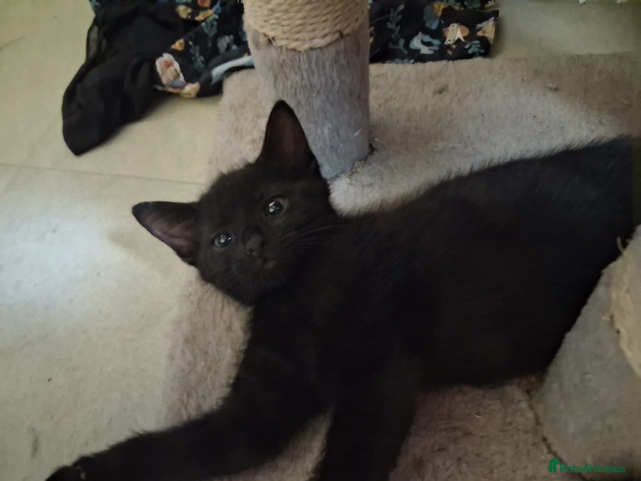 Mixed Breed cats Kittens 1 male and 3 Afrmale - Advert 1