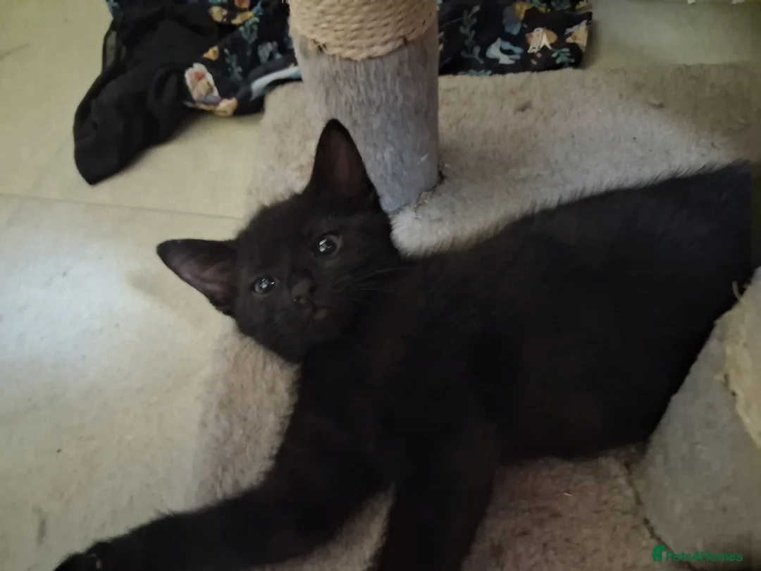 Mixed Breed cats for sale: Kittens 1 male and 3 Afrmale - Advert 1