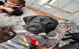Mixed Breed dogs for sale: Docker Puppies For Sale🐶 - Image 14