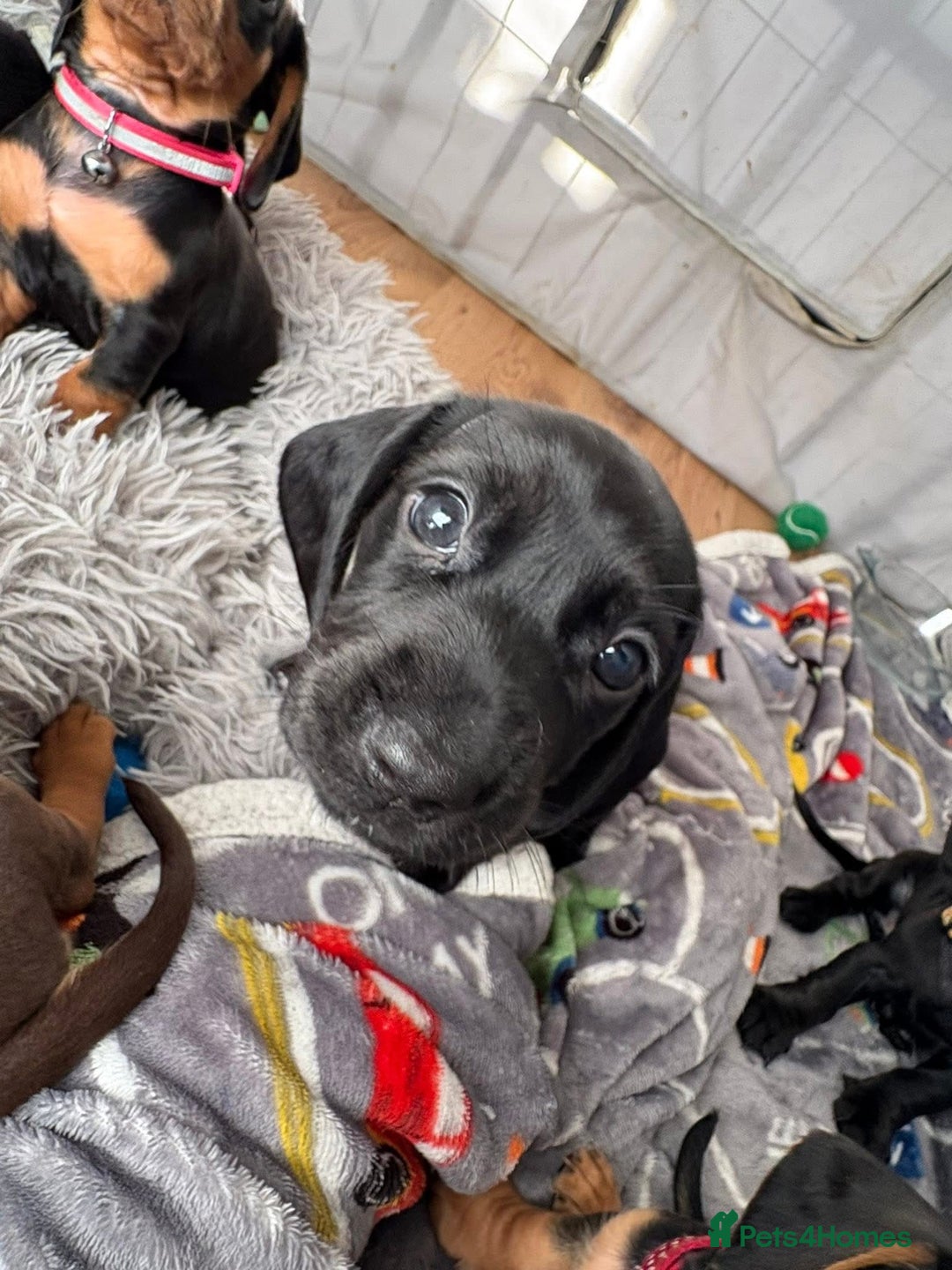 Mixed Breed dogs for sale: Docker Puppies For Sale🐶 - Image 14
