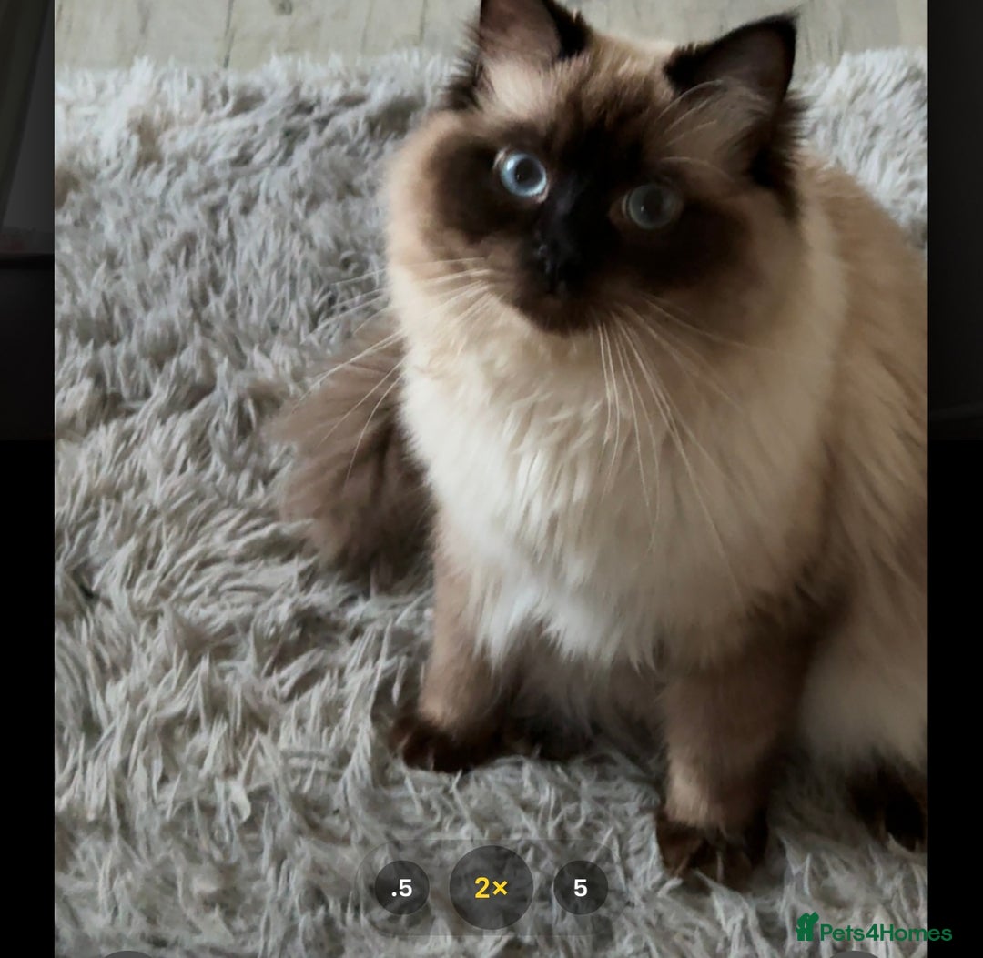 Ragdoll cats for sale: Beautiful purebred Ragdoll kittens  - Image 4