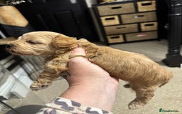 Maltipoo dogs for sale: Teddy bear maltipoo puppies  - Image 15
