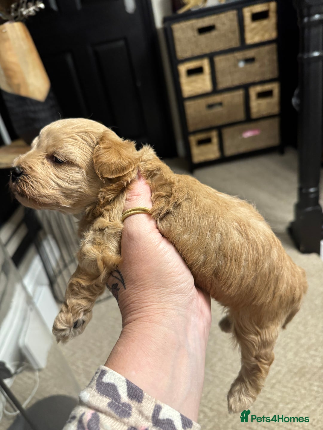 Maltipoo dogs for sale: Teddy bear maltipoo puppies  - Image 15