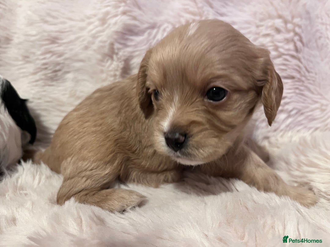 Cavapoo dogs for sale: STUNNING F1b REVERSE Cavapoos - Advert 21