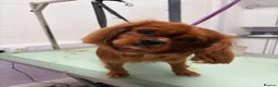 Cavalier King Charles Spaniel dogs for stud: KC Registered Stanley the King Charles  - Advert 5