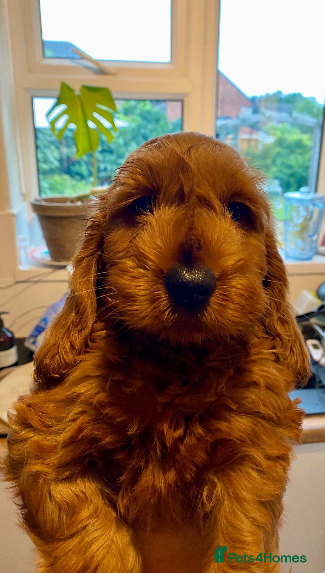 Cockapoo dogs F1 Cockapoos READY TO LEAVE NOW  - Advert 1