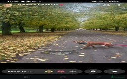 Staffordshire Bull Terrier dogs for stud: Staffy for stud - Image 2