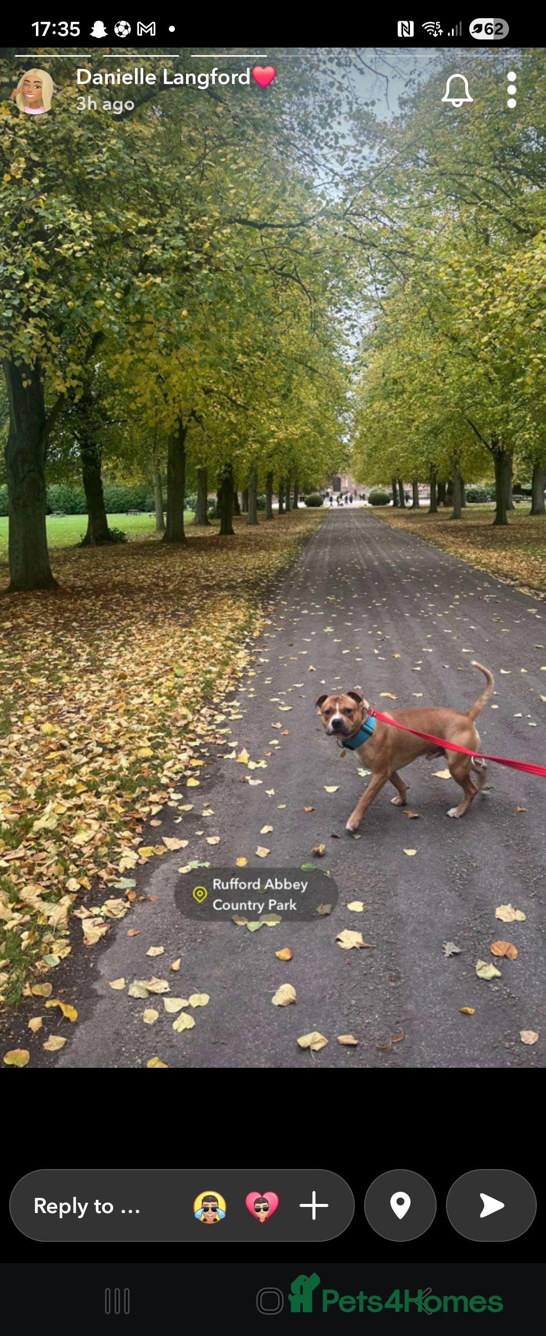 Staffordshire Bull Terrier dogs for stud: Staffy for stud - Image 2