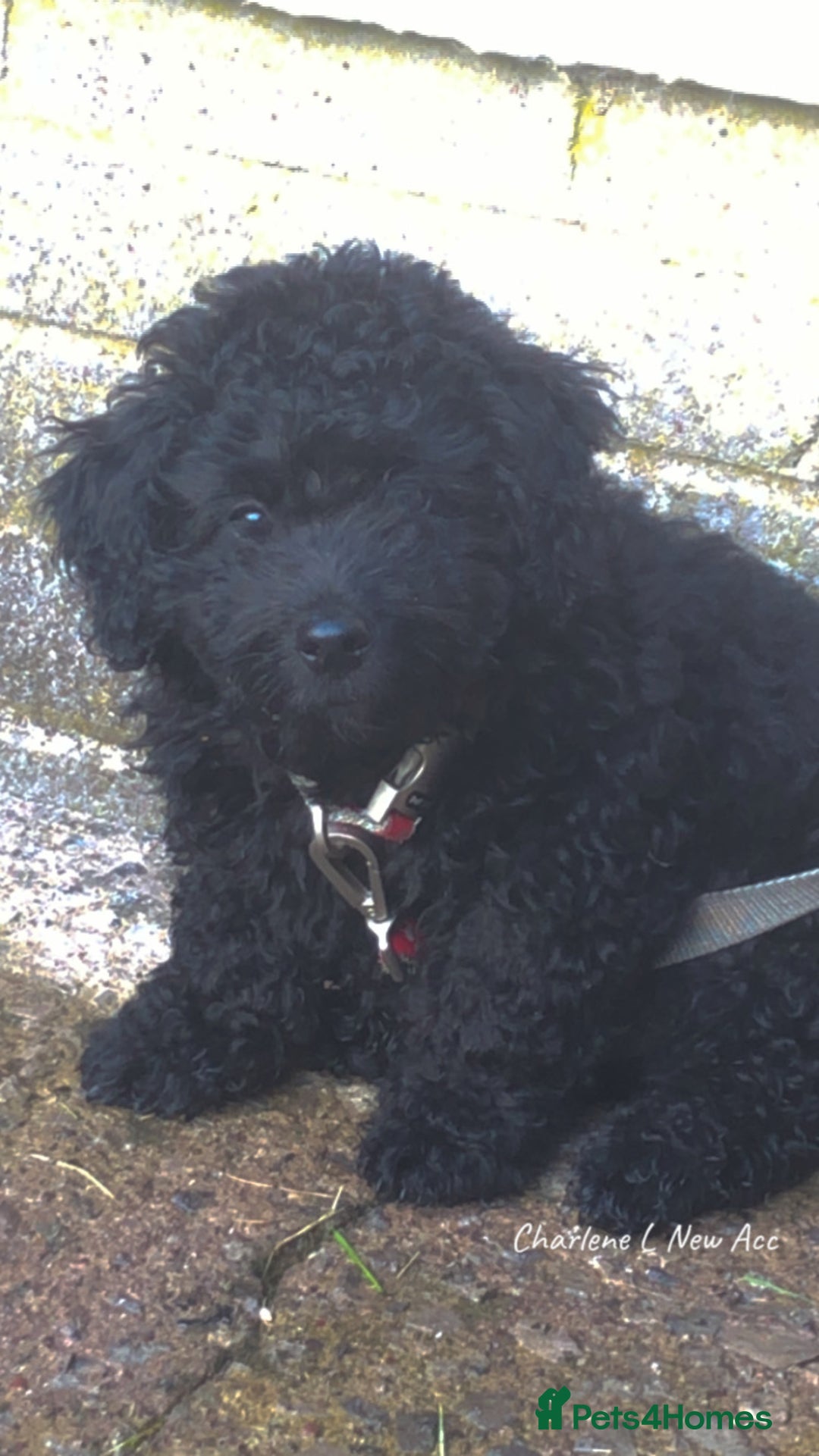 Cockapoo dogs for sale: Lucky  - Image 4