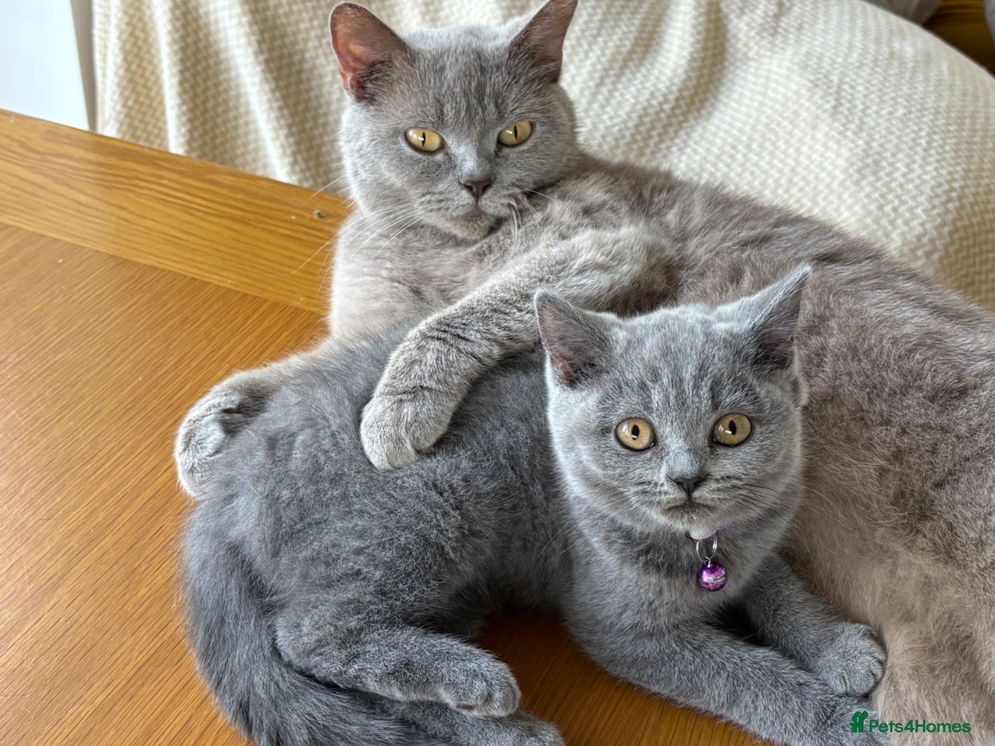 British Shorthair cats 1 beautiful British Blue - Advert 1