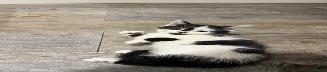 Mixed Breed Kitten 4