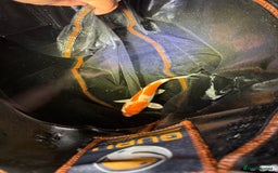 Koi Carp fish for sale: Japanese koi carp  - Image 8