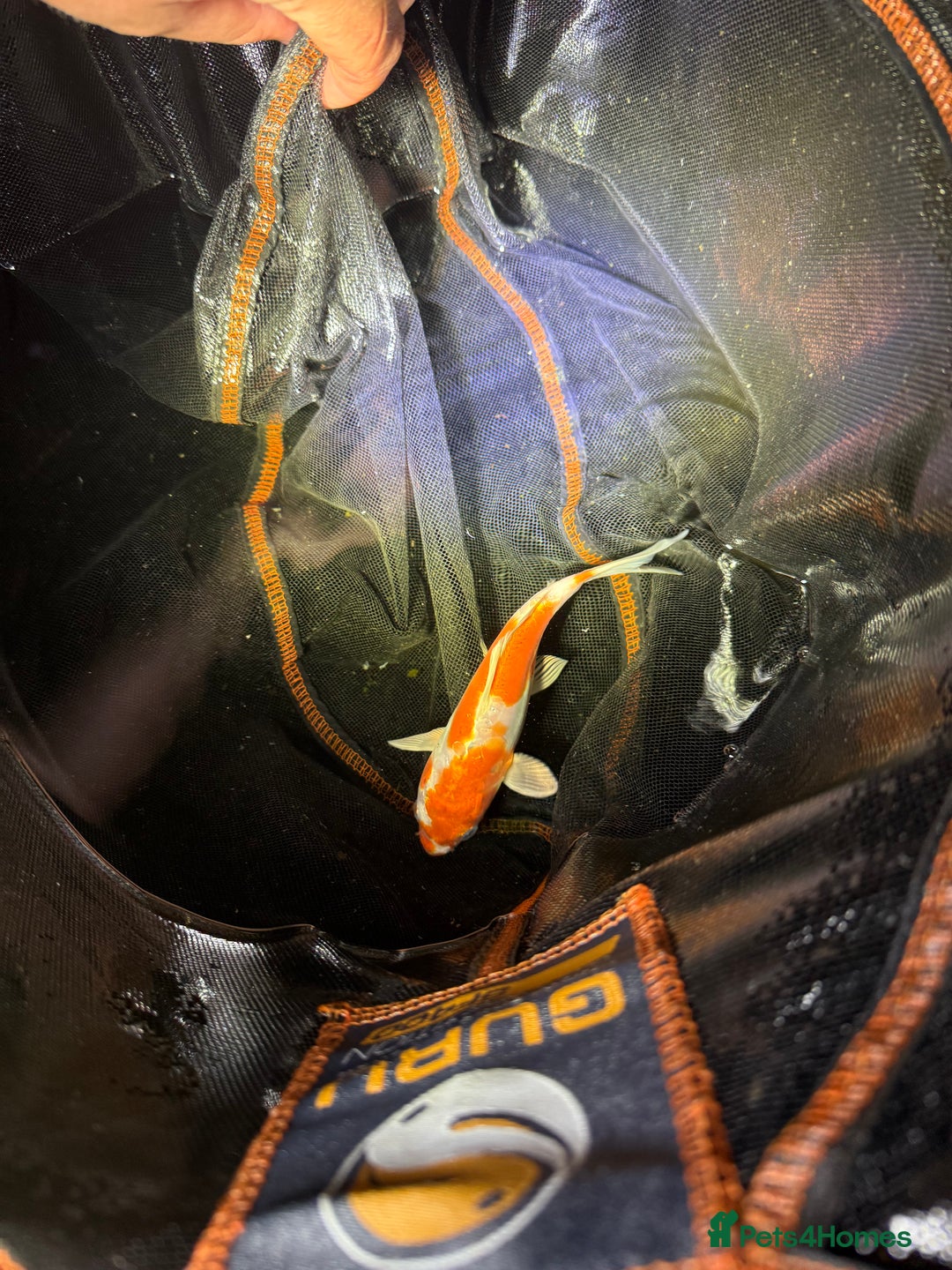 Koi Carp fish for sale: Japanese koi carp  - Image 8