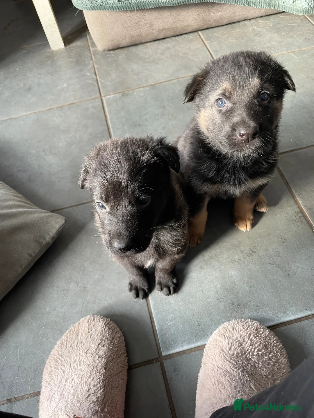 Mixed Breed dogs for sale: German shepherd x - Advert 2