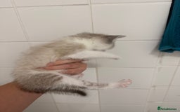 Mixed Breed cats for sale: Beautiful Kitten - Image 7