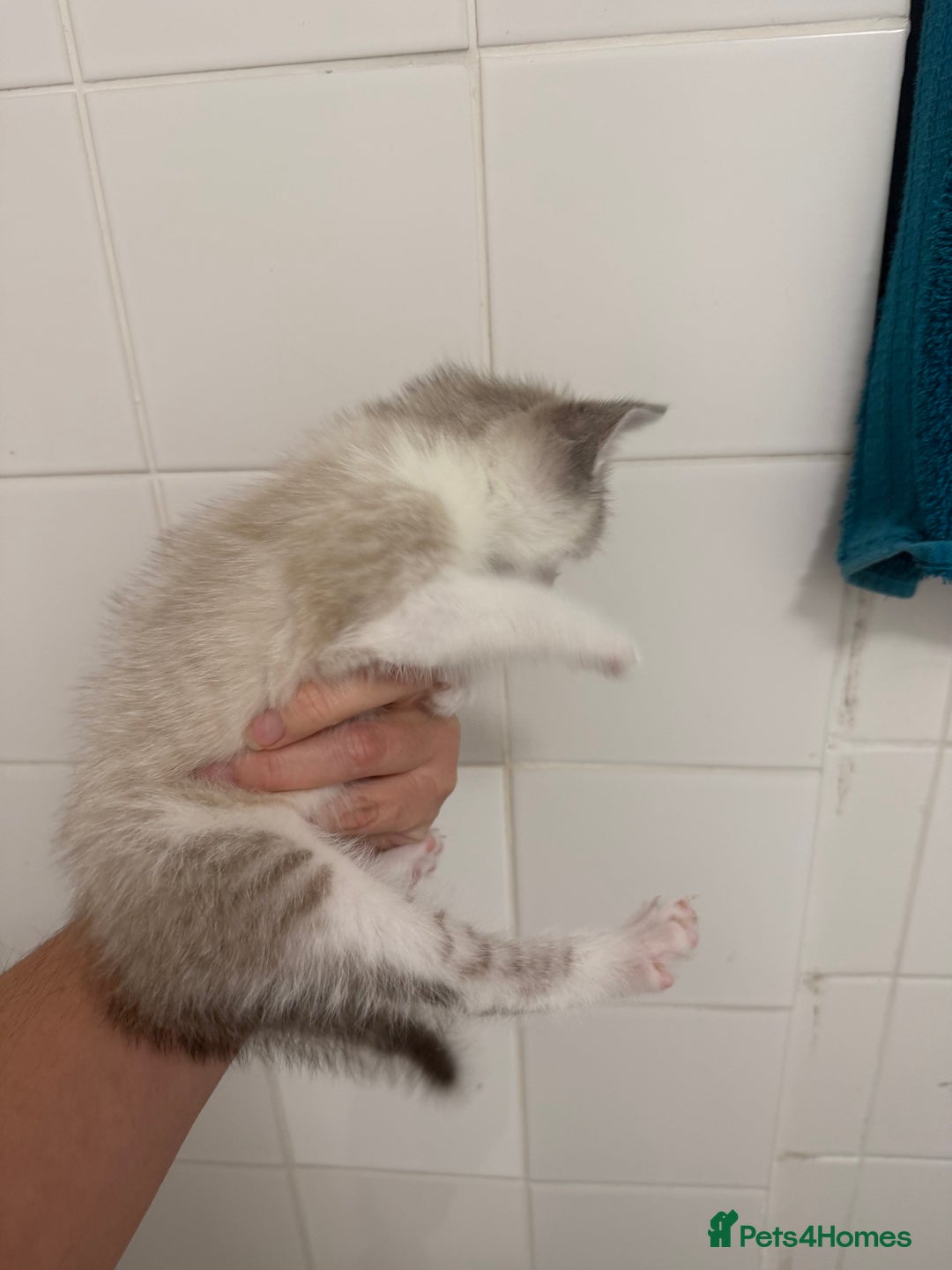 Mixed Breed cats for sale: Beautiful Kitten - Image 7