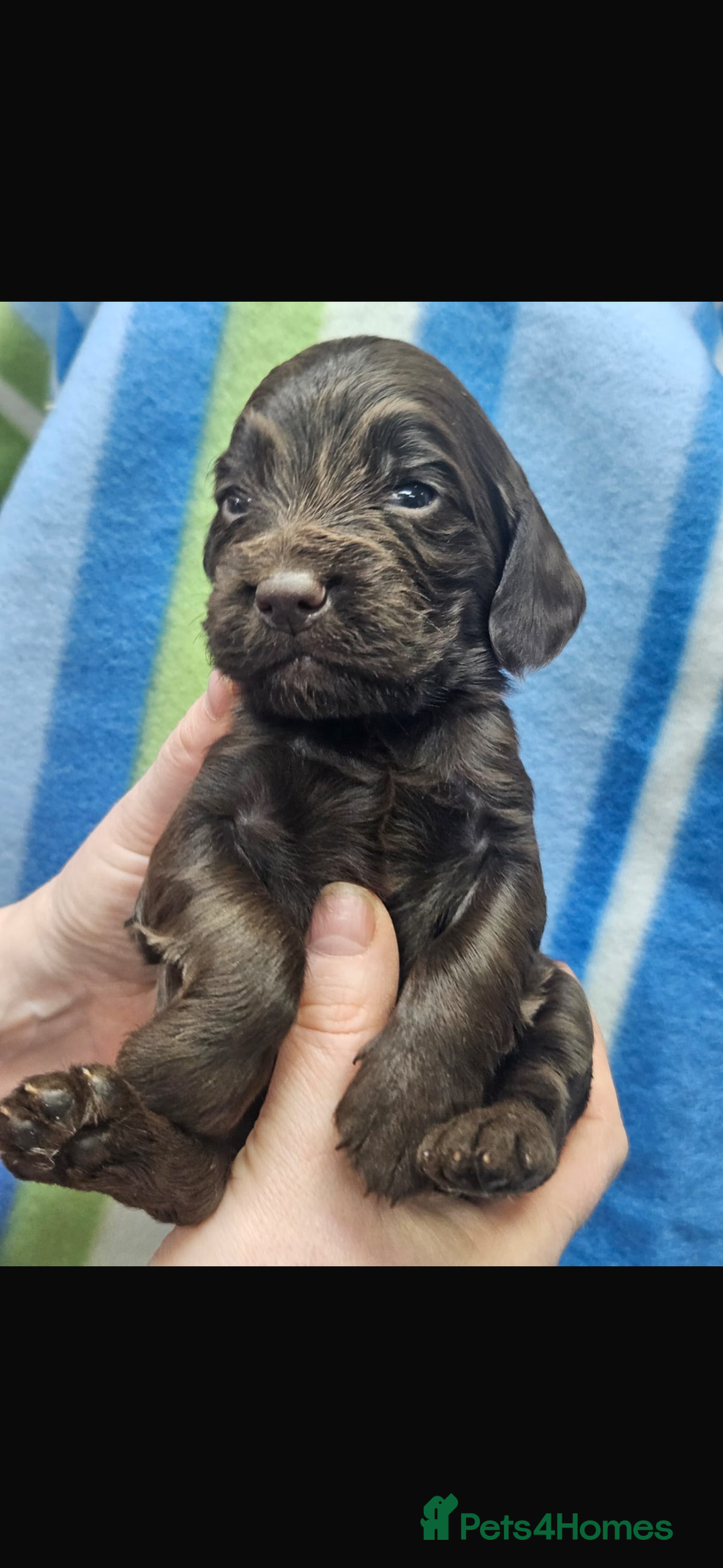 Cocker Spaniel dogs for sale: Cocker spaniels  in Beith - Image 5
