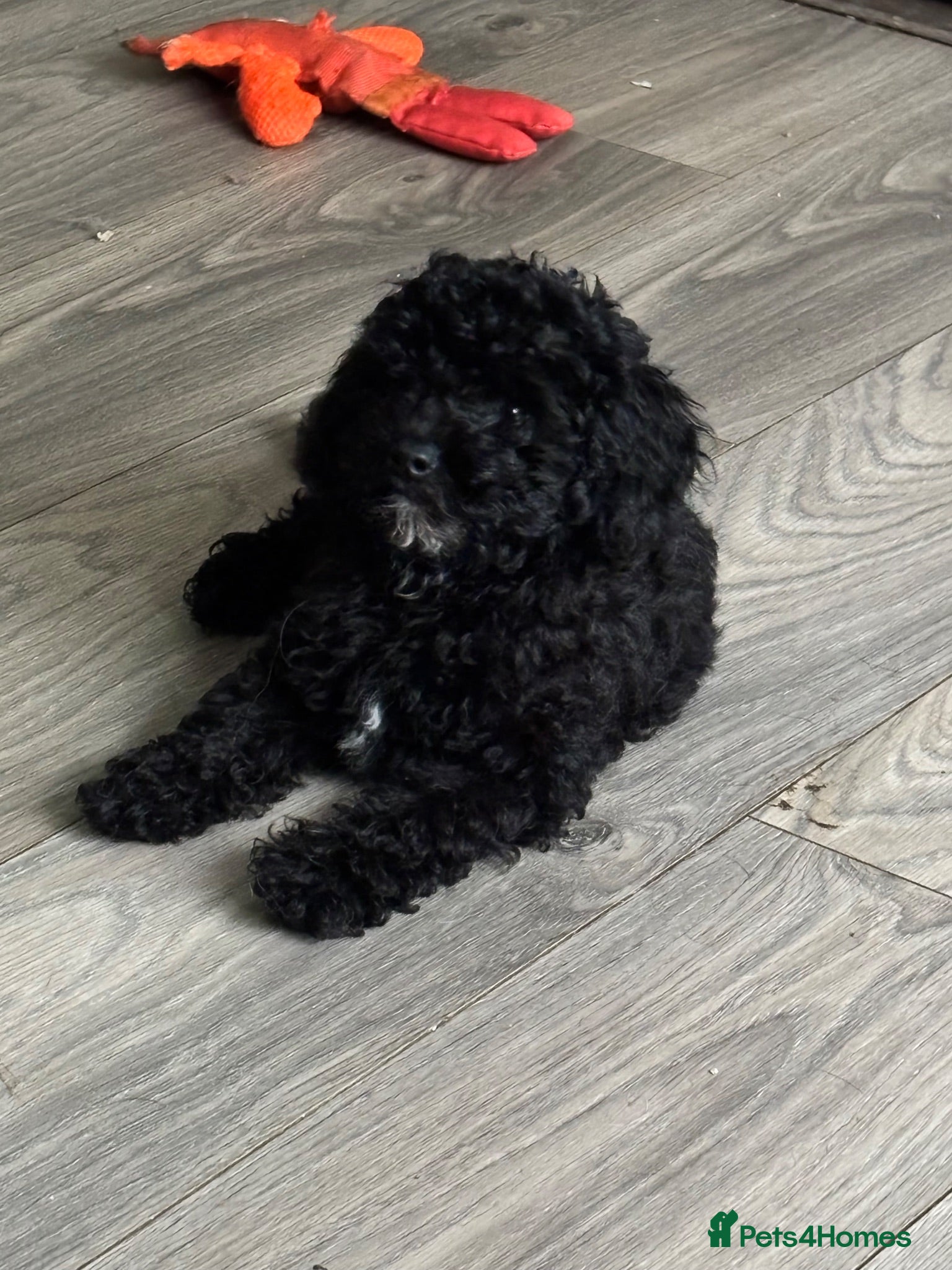 Toy Poodle dogs Toy Poodle puppies Health tested parents  - Advert 8