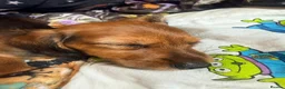 Mixed Breed dogs for sale: Miniature dachshund x Yorkie  - Advert 4