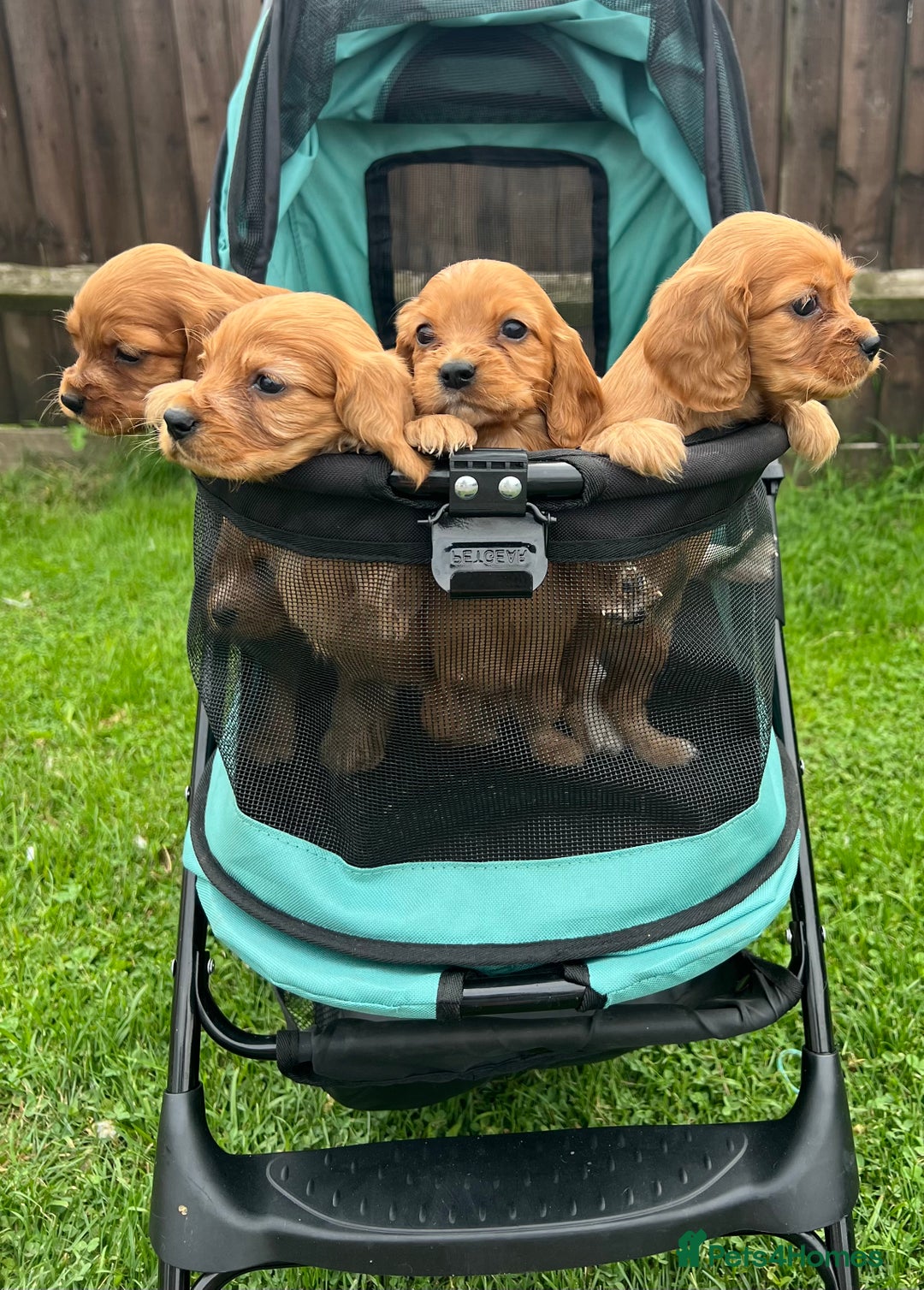 Cockalier dogs for sale: Cockaliers  - Image 12