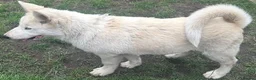 Alaskan Malamute dogs for sale: 2 females and 2 males left - Advert 4
