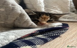Mixed Breed cats for sale: 3 friendly fluffy female kittens for sale - Image 3
