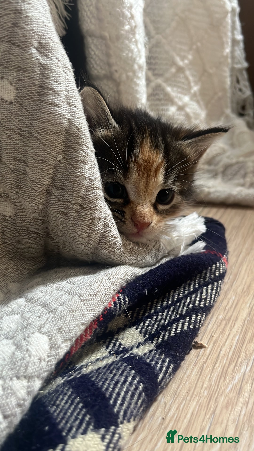 Mixed Breed cats for sale: 3 friendly fluffy female kittens for sale - Image 3