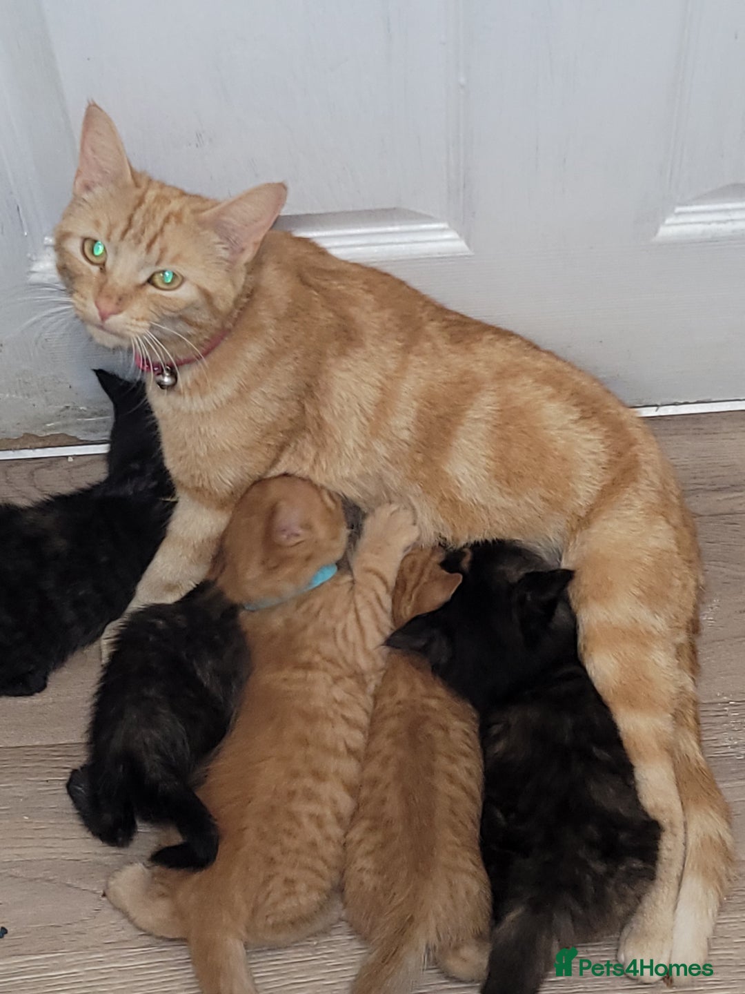 Domestic Shorthair cats for sale: Beautiful kittens available  - Image 10