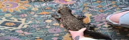 Lizard reptiles for sale: Argentine Black & White Tegu - Advert 4