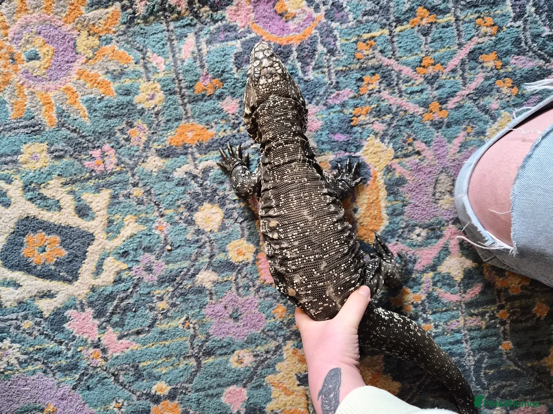 Lizard reptiles for sale: Argentine Black & White Tegu - Advert 4