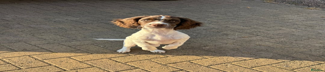 English Springer Spaniel Puppy 2