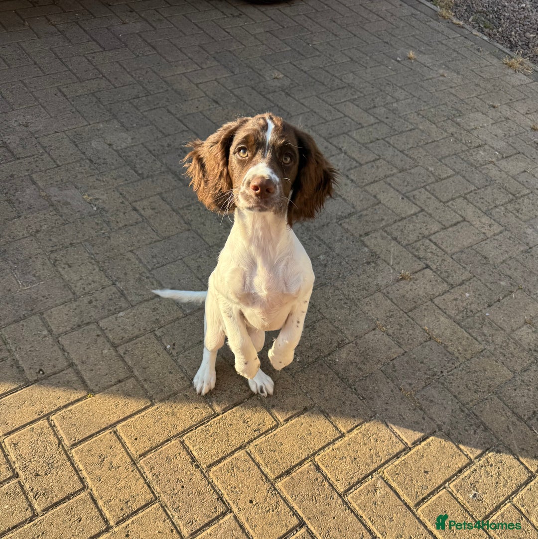 English Springer Spaniel dogs for sale: Liver and white English springer spaniel  - Image 7