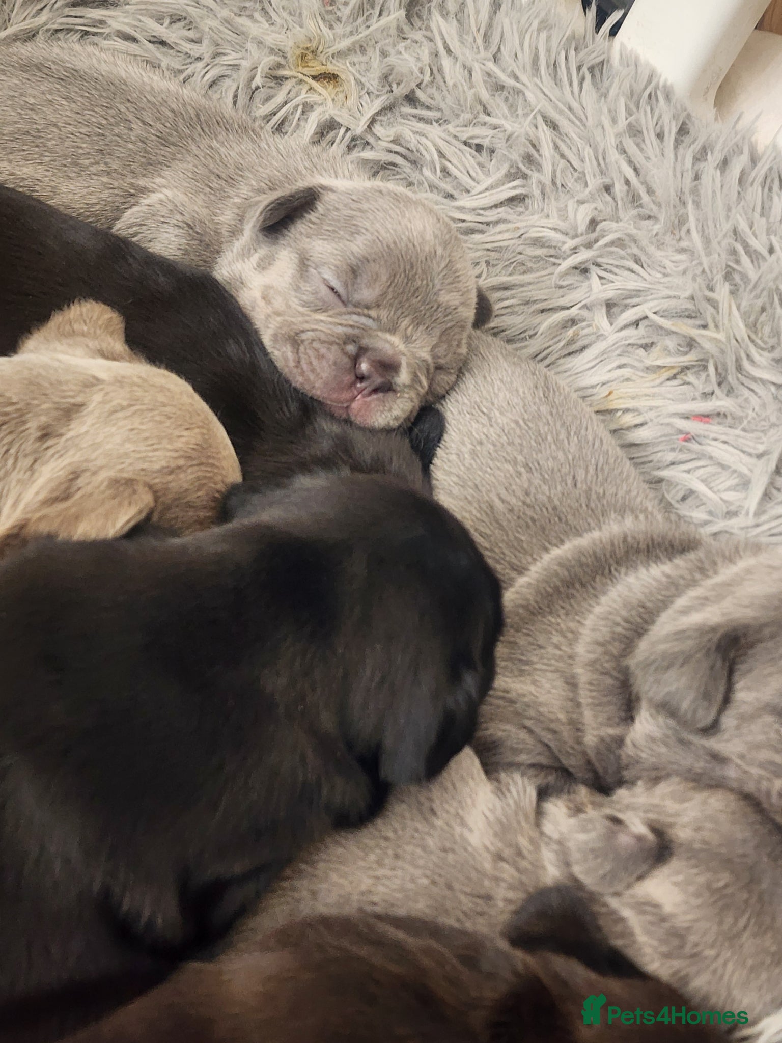 French Bulldog dogs French Bulldog puppies - Advert 5